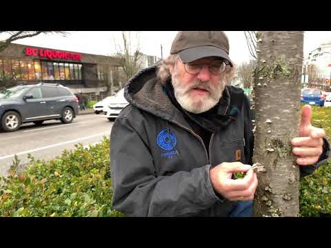 Schizophyllum commune in Vancouver - YouTube