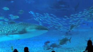 Newworldaquarium – Themefrom