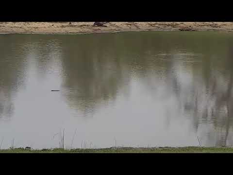 Djuma: Monitor Lizard swimming in dam - 02:04 - 11/27/21