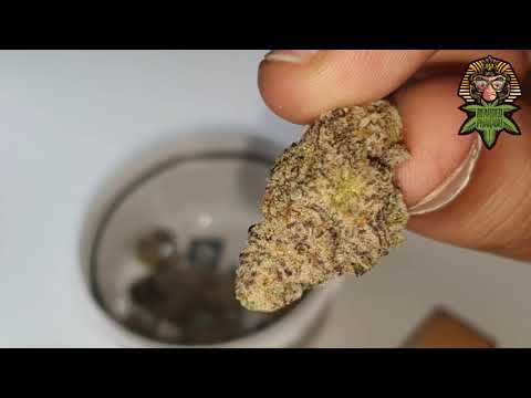 MAC 1 by IOG: Strain pre-review