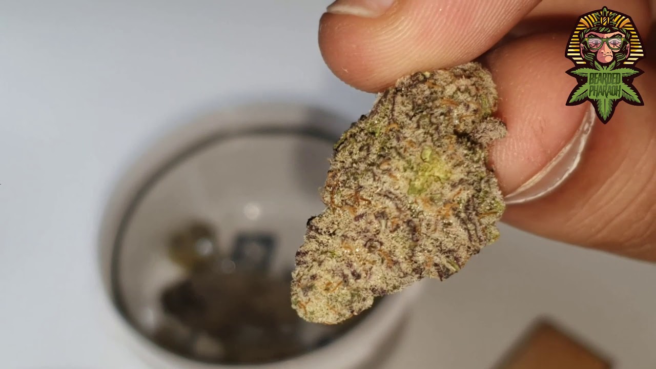 MAC 1 by IOG: Strain pre-review