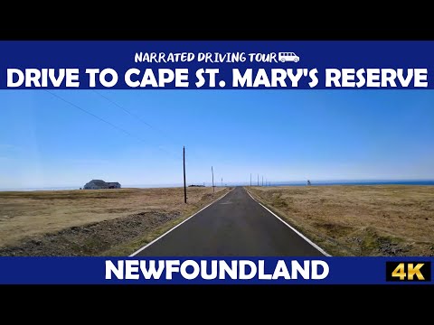 🚗 Scenic Drive to Cape St. Mary's Ecological Reserve | Stunning Newfoundland 4K Road Trip 🌊🏞️
