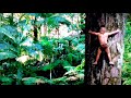 George Of The Jungle 2 Tree