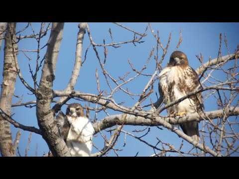 Big Red And Ezra Close-ups, 2/6/2016 (HD)