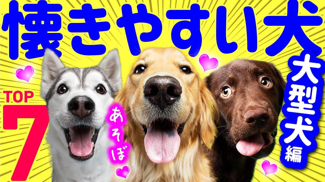 【人に懐きやすい人気犬種ランキング❤️大型犬編】性格と注意点