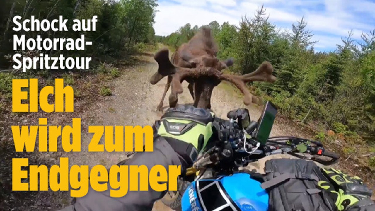 Riesiger Elch greift Biker an – Deutscher erlebt Schock-Momente in Ontarios Wäldern!