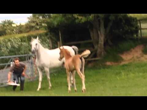 Amadayis 2014 Grey Colt by Makisa Adaggio