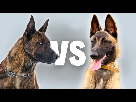 Dutch Shepherd Vs Belgian Malinois - Compare and Contrast