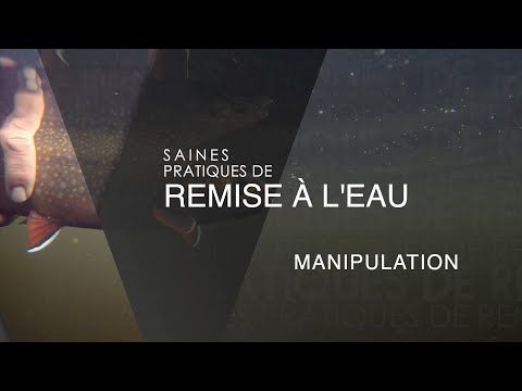 Saines pratiques de remise à l’eau : Manipulation