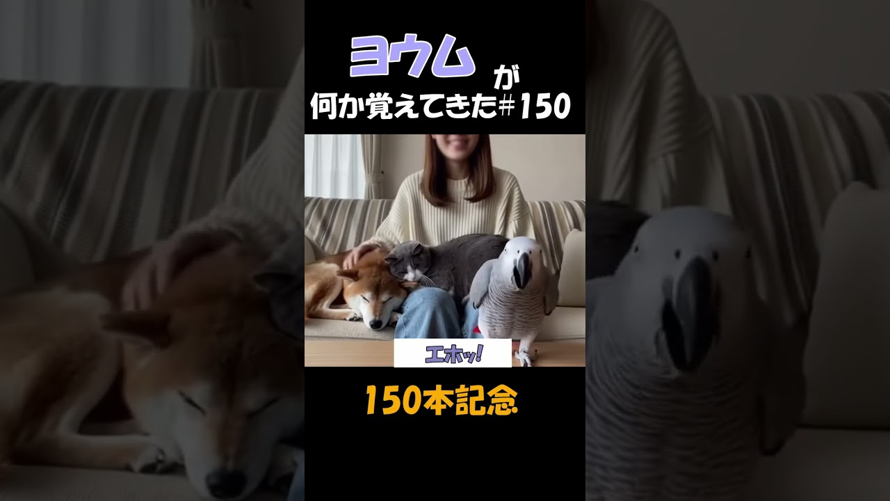 ヨウムが何か覚えてきた#150