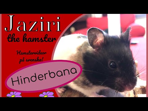 Jaziri springer hinderbana! |  Hamster obstacle course!