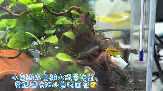 公司的鳯尾寶寶