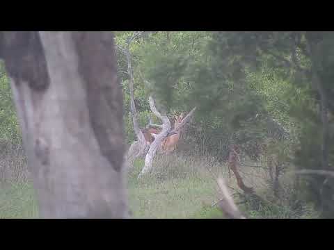 Djuma: Impala mom and lamb - 16:23 - 11/26/21