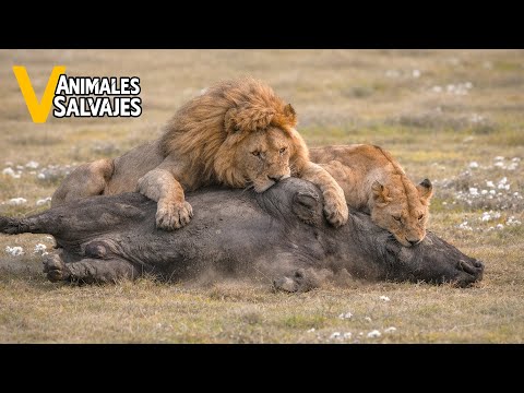 Los Momentos Más Increíbles De Leones Cazando Búfalos Jamás Captados En Cámara | Animales Salvajes