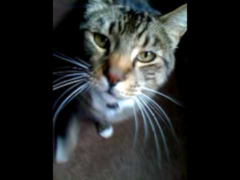 The cutest cat in the whole wide world!