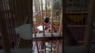 Download lagu MENJINAKAN burung KACER yang GIRAS dalam waktu 1 minggu!!!! mp3 Download lagu MENJINAKAN burung KACER yang GIRAS dalam waktu 1 minggu!!!! mp3