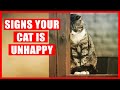 15 Signs Your Cat Is Unhappy NEVER IGNORE