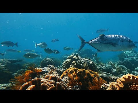 4k indonesia spearfishing travel - abandoned paradise