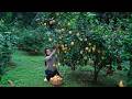 Harvesting Golden Lemon From My Backyard Have You Tried Spicy Lemon Dish