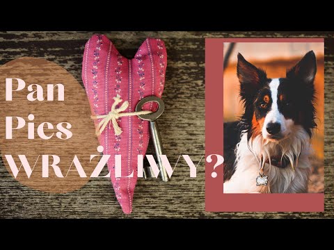 Podcast #3 Working with a Sensitive Dog: 13 Keys from Sensitive Dog to Master!