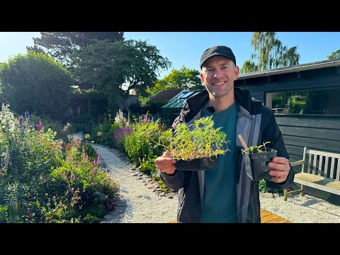 How to Fix Leggy Cosmos Seedlings | Tips to Get More Flowers | Perennial Garden