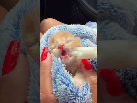BEBÊ GATINHO RESGATADO E JÁ ESTÁ COM UMA GATINHA QUE ESTÁ AMAMENTANDO 🥹 #shorts