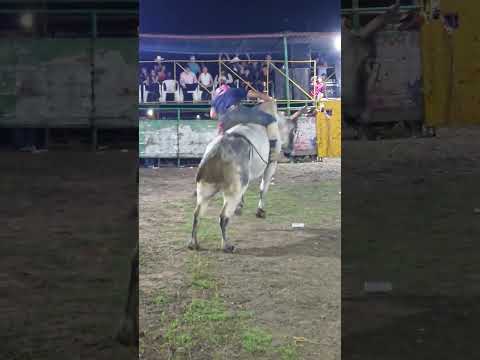 monta de toros Rodeo el Segovia San Fernando Nueva Segovia