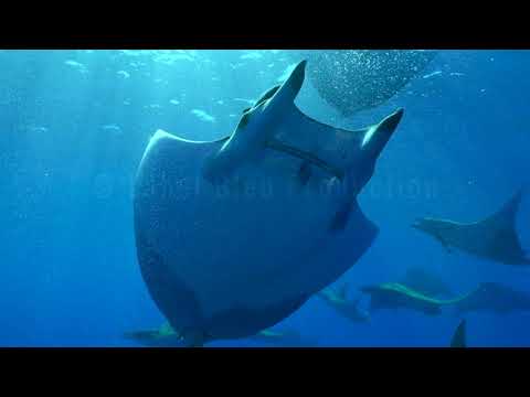 Web série Un océan de vie - La Raie Mobula