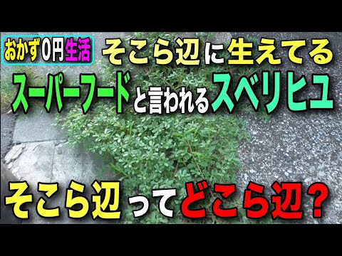 スベリヒユ 植物