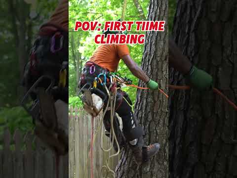 Tree Climbing 101: Gear & safety