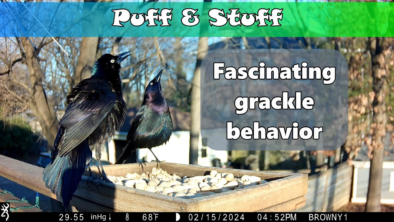 Puff & Stuff - Celebrating the Common Grackle