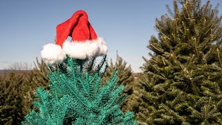 Real life ‘grinch’ caught stealing Christmas display