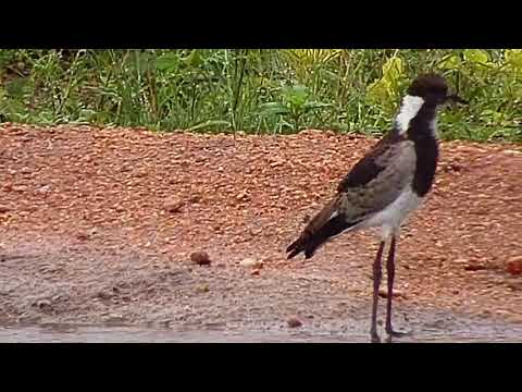 Djuma: Blacksmith Lapwing teen - 06:45 - 12/18/20