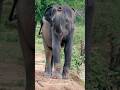 Asian Elephant Trumpet Wildanimals Shorts