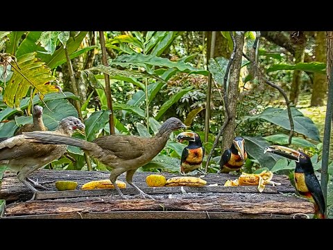 West Side Story Plays Out Between Chachalacas and Aracaris On Panama Fruit Feeder – Jan. 11, 2021