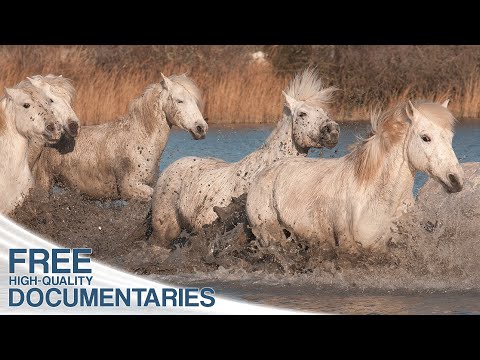 動物たちが待ち望んでいたヨーロッパの春の表情