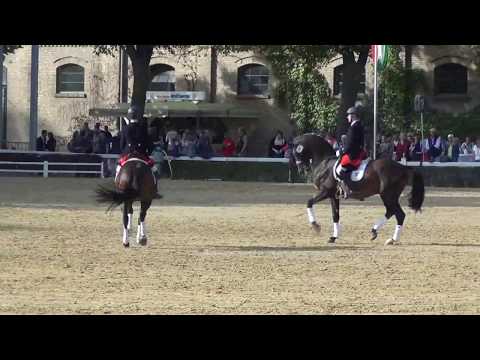 Pas de Deux - Hengstparade NRW-Landgestüt Warendorf 2019