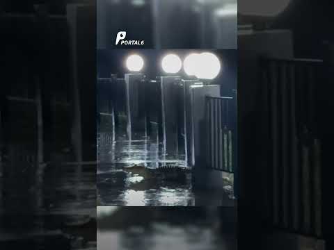 Jacaré é flagrado na orla da Lagoa Grande, em Porangatu