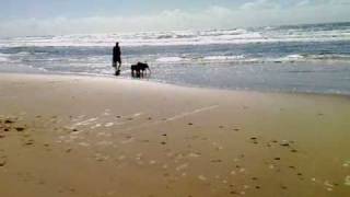 preview picture of video 'Atticus Tibetan Terrier at Peregian Beach Easter 2010'