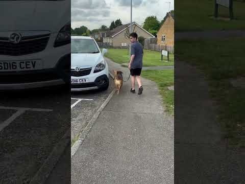 Sunday stroll with AZRA & RALF #dog #dogshorts #doglife #nature #shorts