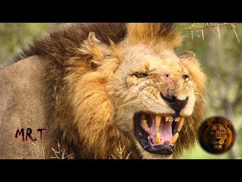 Mr. T And Mapogo Lions: Africa’s Most Ruthless Lion Coalition