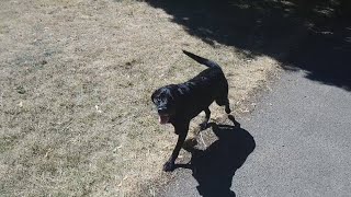 Snoopy (15), Week 10 - Post TPLO Surgery.