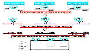 Cleaved Amplified Polymorphic Sequence or CAPS Marker