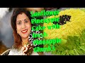 Sunflower Pineapple Cake With Fresh Pineapple Chunks Made By Priyanka Mallick