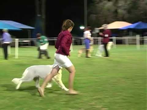 07 July 18 Beenleigh & District Championship Show