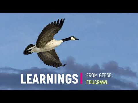 GEESE AND LIFE LEARNINGS | MANAGEMENT LESSONS FROM GEESE | LEADERSHIP| TEAM BUILDING | HELPING GOOSE