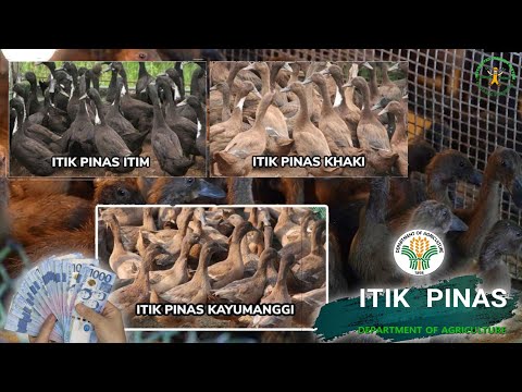 , title : 'ITIK PINAS, May Kita sa Itikan! | Duck Farming in the Philippines'