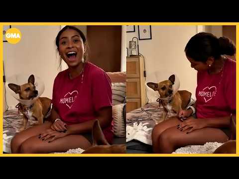 Chihuahua's viral moment hearing Spanish helps him find a home - YouTube