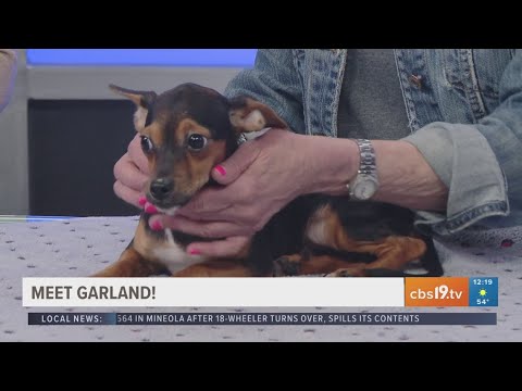 TUESDAY TAILS: Meet Garland from the SPCA of East Texas - YouTube