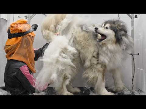 The Funniest Pets During Grooming